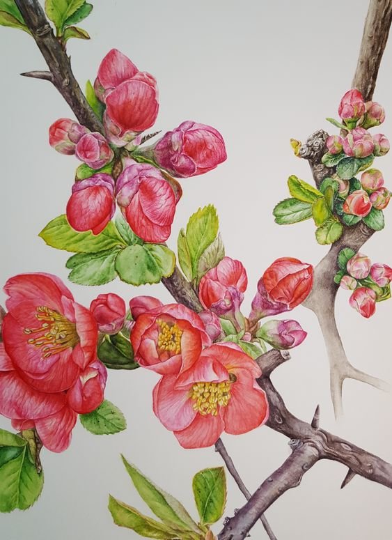 Цветущая ветка - оригинал