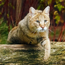 Схема вышивки «камышовый кот»