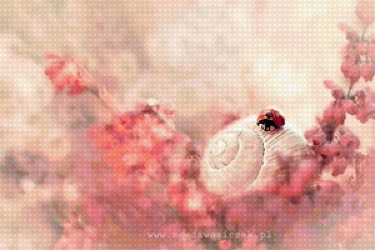 мак - мак - предпросмотр