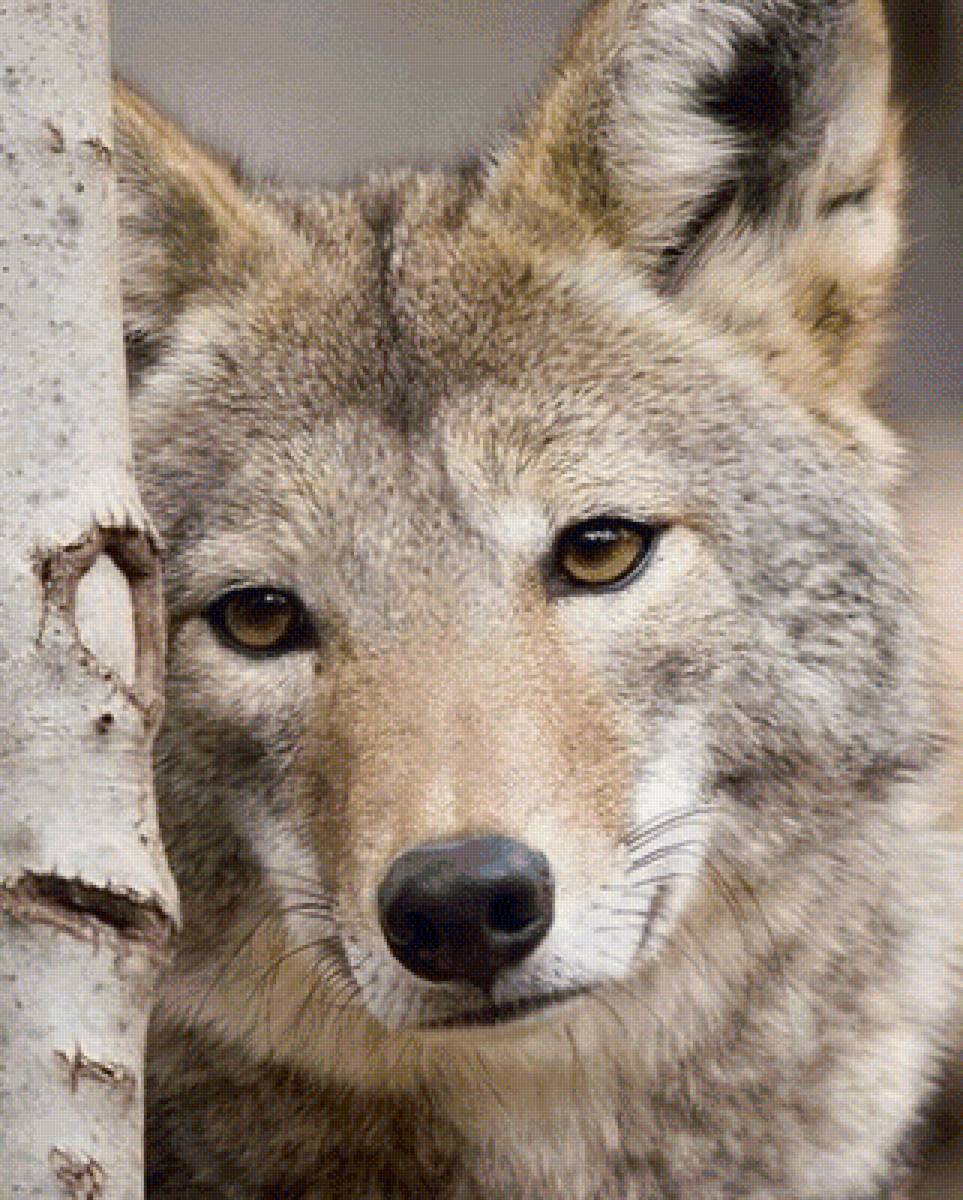 №1675261 - предпросмотр