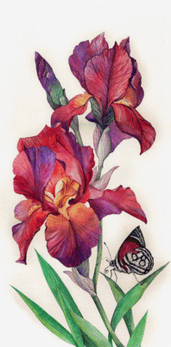 Ирис и бабочка - цветы, бабочка, ирисы - предпросмотр