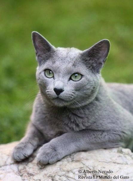 киса - домашние любимцы, кошка - оригинал