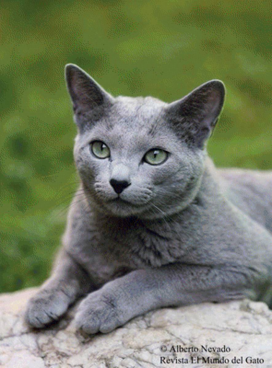 киса - кошка, домашние любимцы - предпросмотр