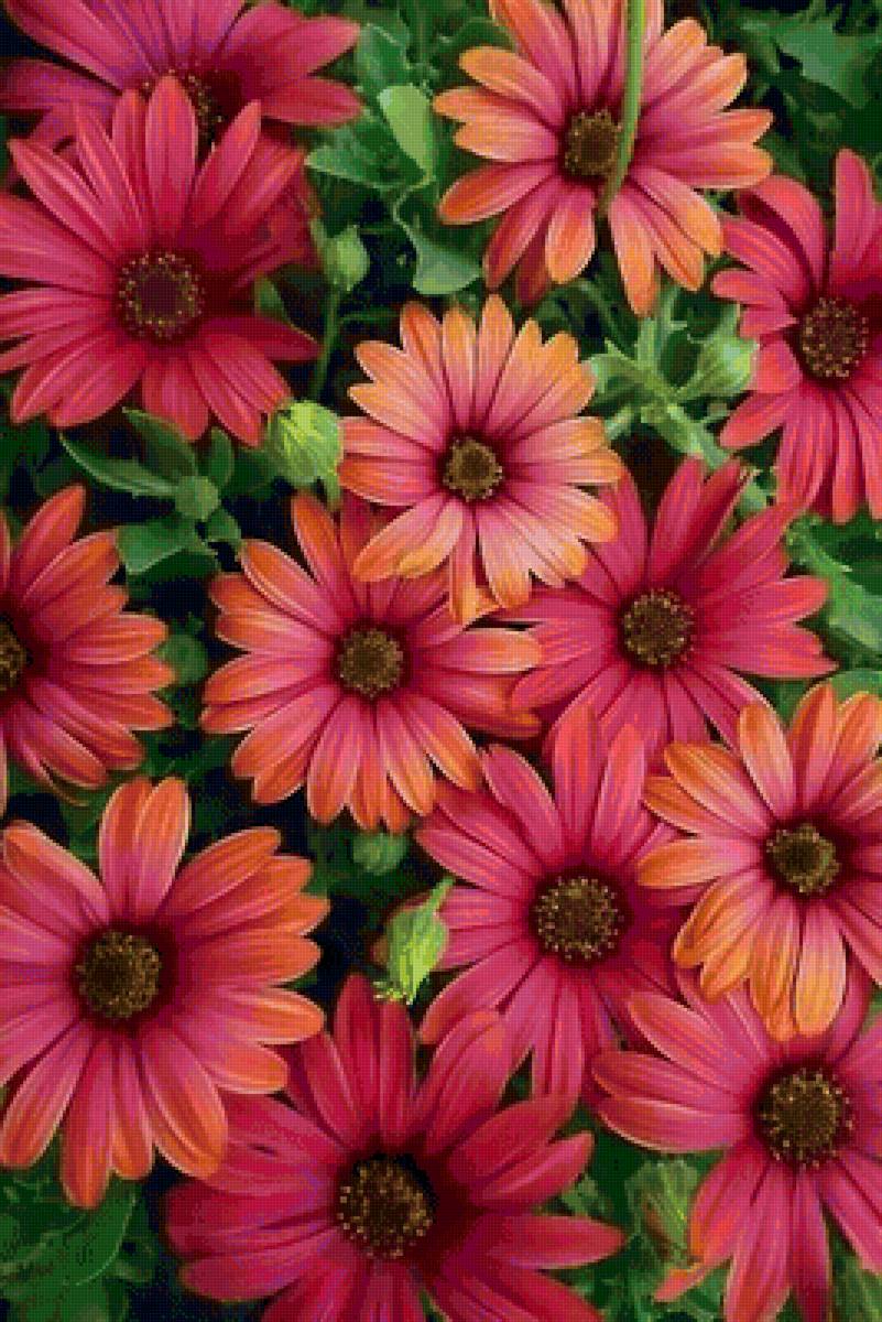 красота - цветы - предпросмотр