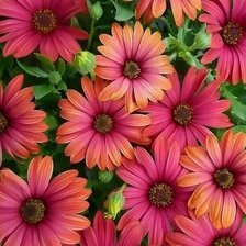 Схема вышивки «красота»