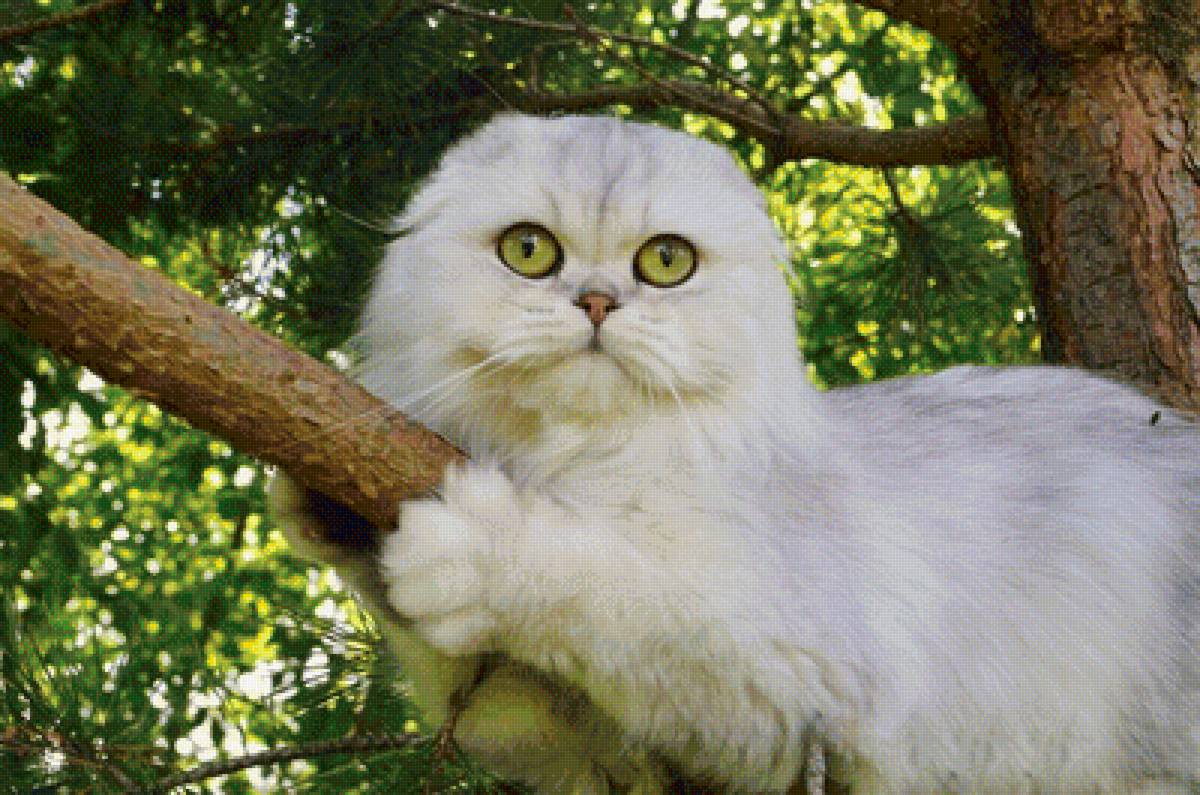 215 - предпросмотр