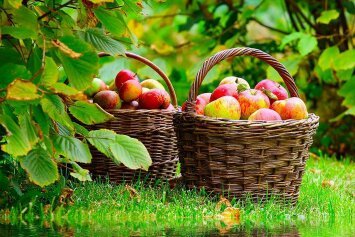 яблоки - оригинал