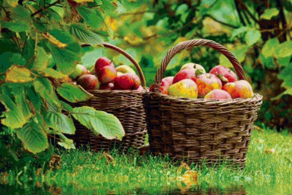 яблоки - предпросмотр