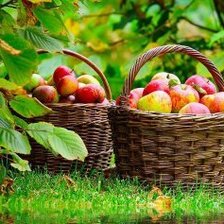 Схема вышивки «яблоки»