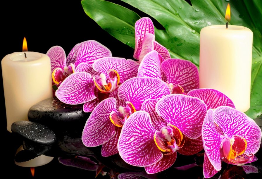 орхидеи - орхидеи. камни - оригинал