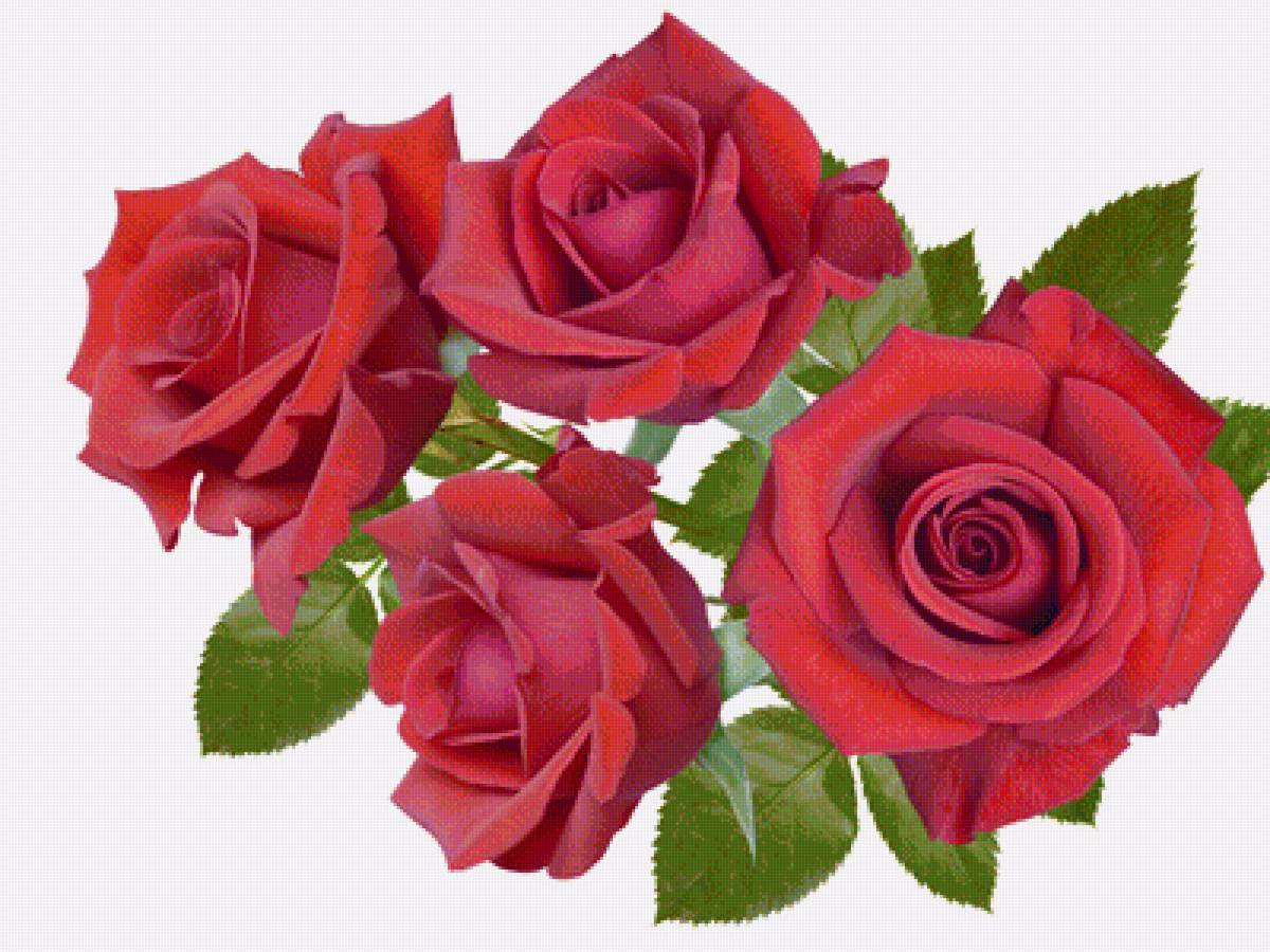 розы - цветы - предпросмотр