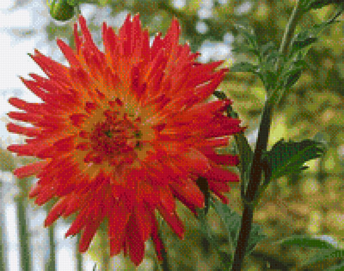 Георгины - предпросмотр