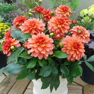 Георгины - оригинал