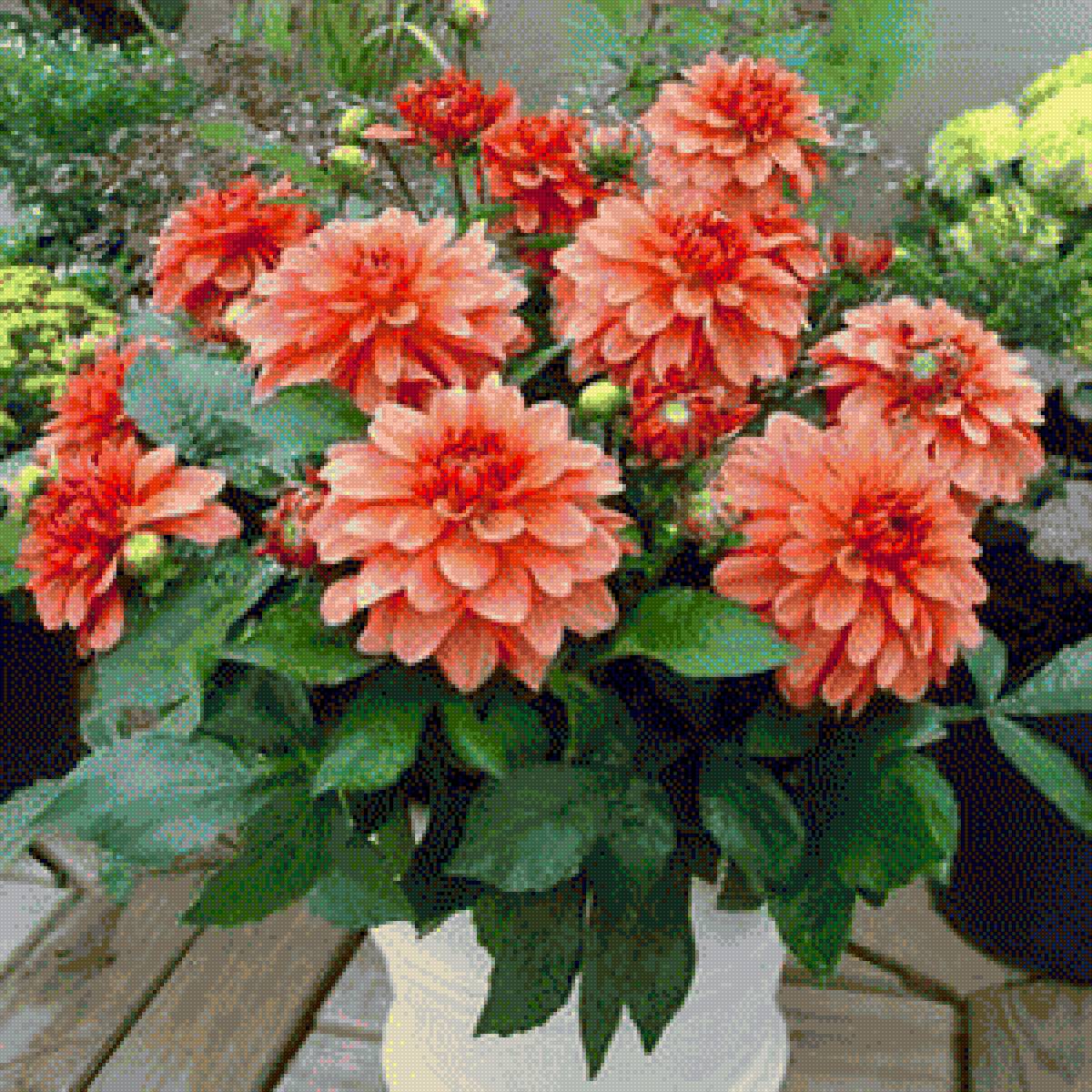 Георгины - предпросмотр