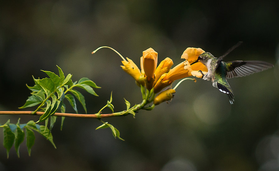 калибри - птицы - оригинал
