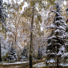 Схема вышивки «225»