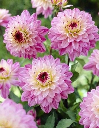 Георгины - оригинал