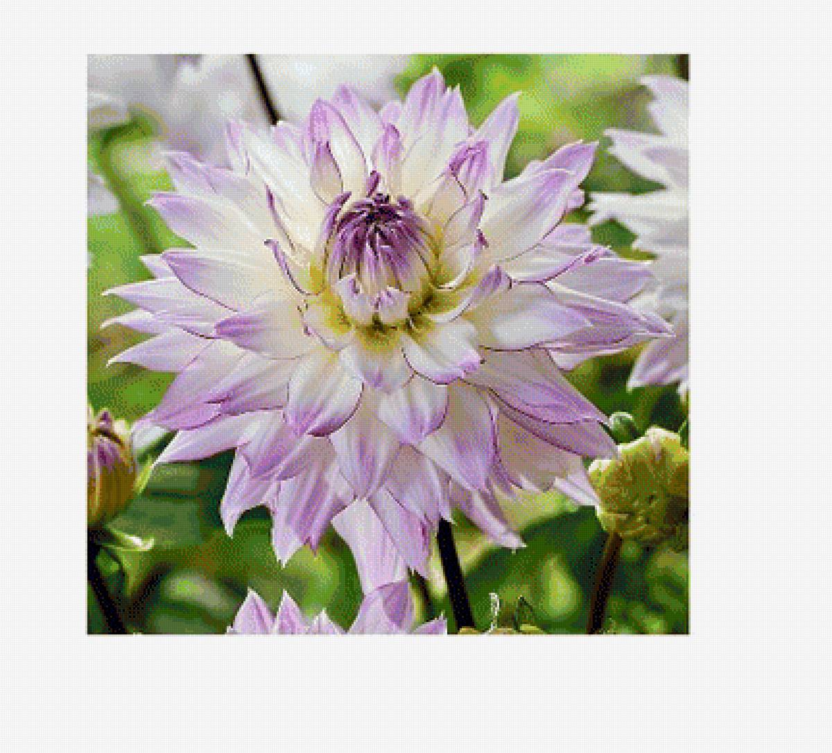 Георгины - предпросмотр