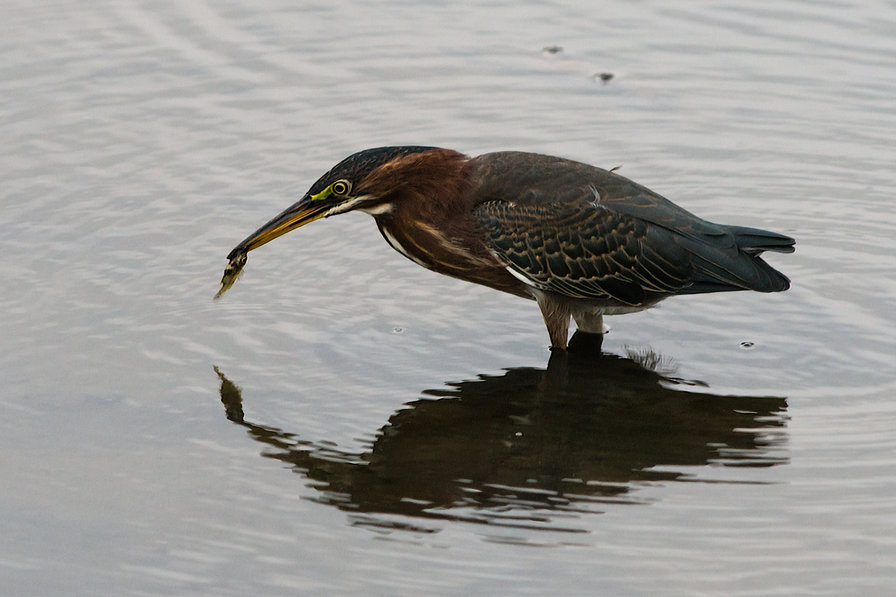 маленькая цапля - птицы - оригинал