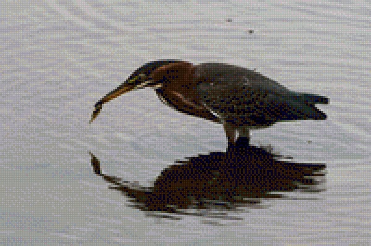 маленькая цапля - птицы - предпросмотр
