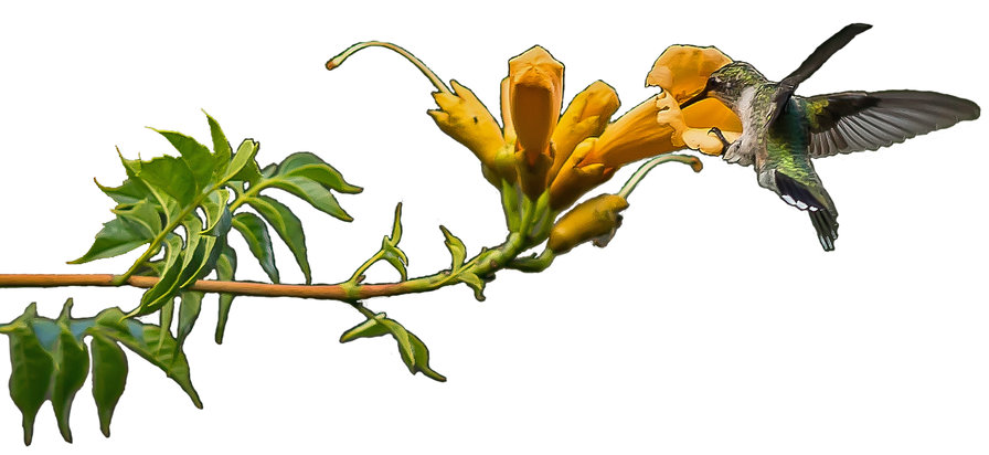 калибри-2 - птицы - оригинал