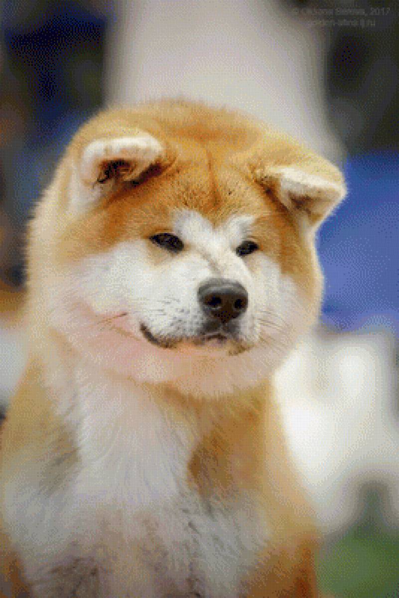 Kaminari Pride Runmaru - акита - предпросмотр