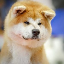 Схема вышивки «Kaminari Pride Runmaru»