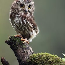 Схема вышивки «236»