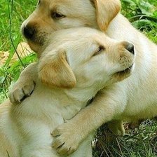 Схема вышивки «241»