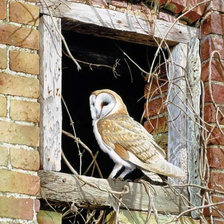 Схема вышивки «сова»