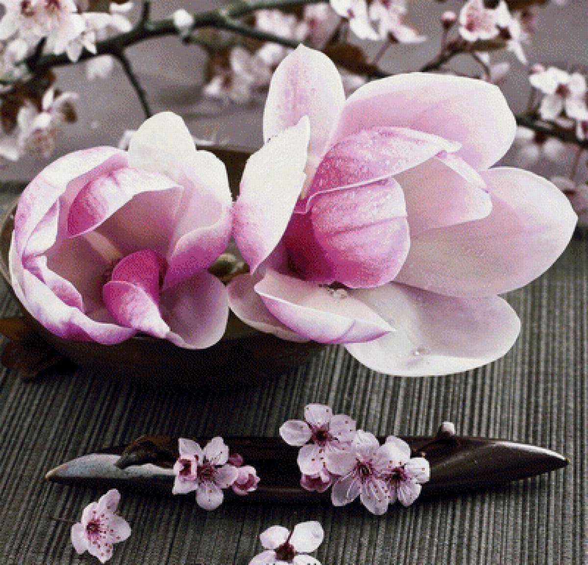 магнолии - цветы - предпросмотр