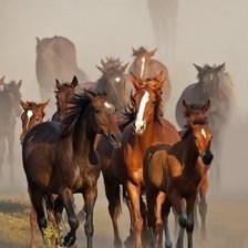 Схема вышивки «255»