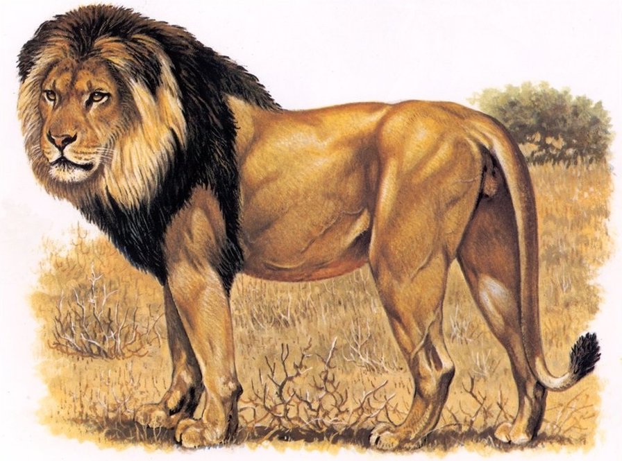 лев - дикие животные - оригинал
