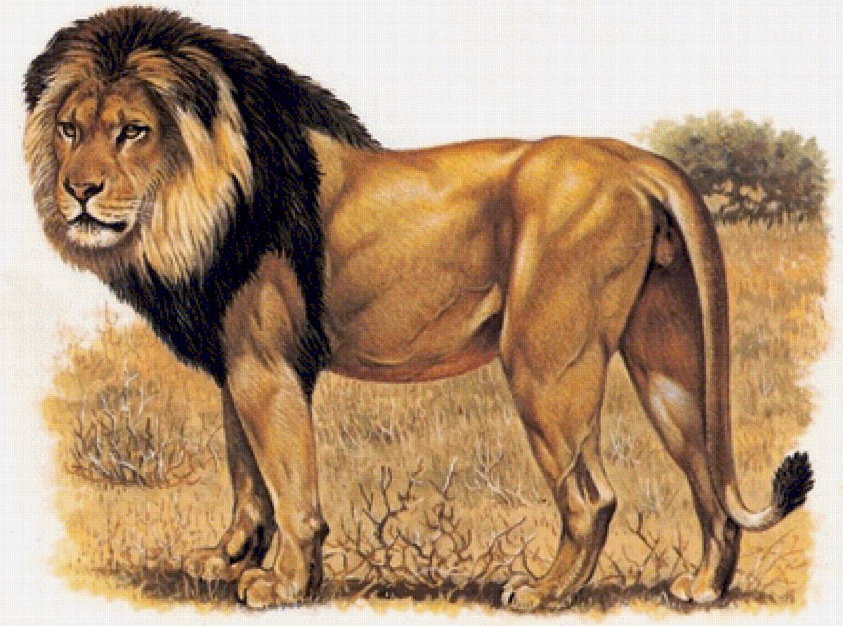 Полные лев. Калахарский Лев. Художник Роберт Даллет львы. Лев рисунок. Лев в полный рост.
