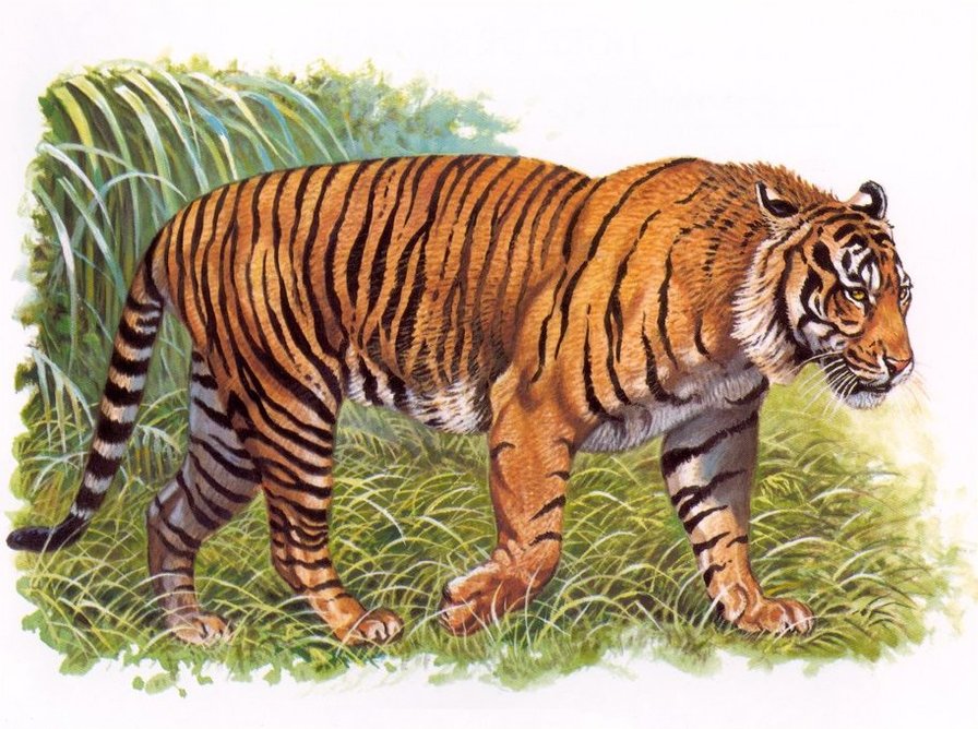 Тигр - дикие животные - оригинал