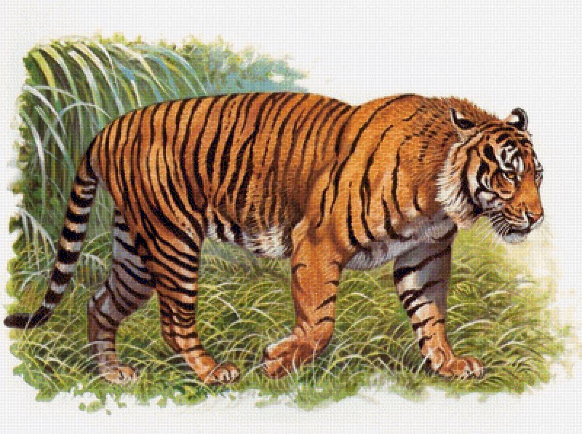 Тигр - дикие животные - предпросмотр