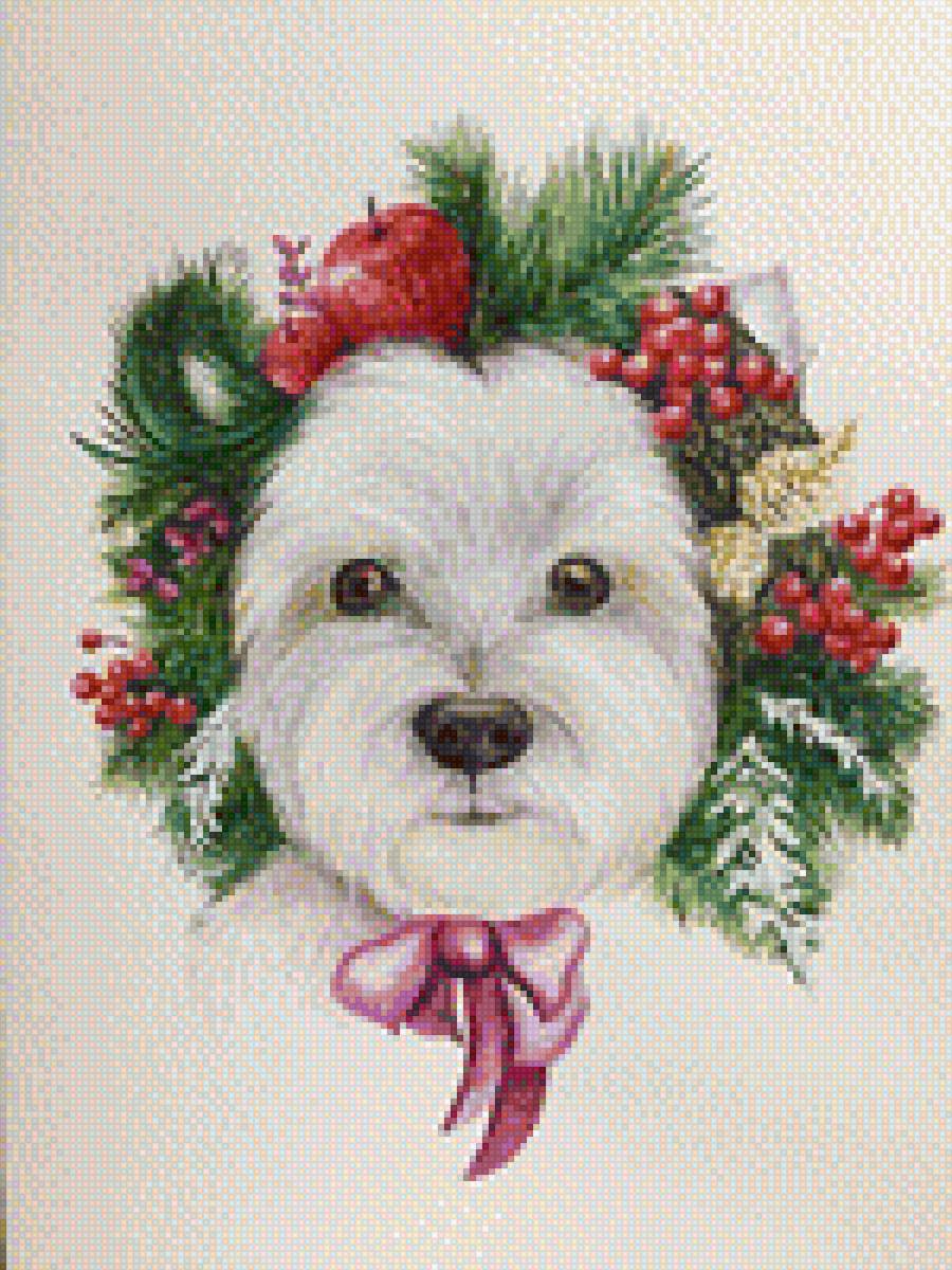 Вест хайленд Уайт Терьер - терьер, вестик, белый терьер, собаки - предпросмотр