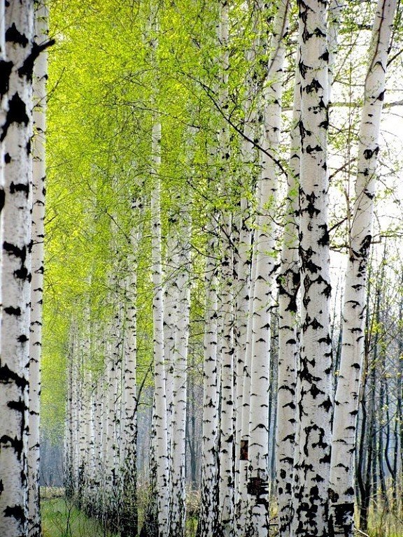 №1683335 - оригинал