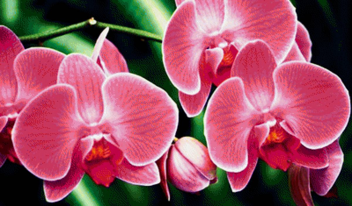 розовая орхидея - цветы - предпросмотр