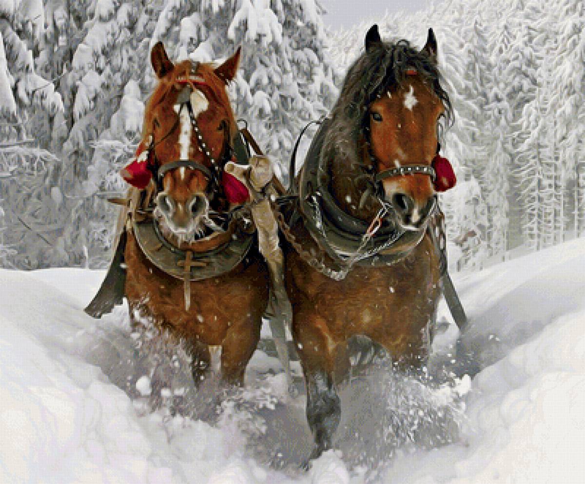 Лошади - зима, лошади - предпросмотр