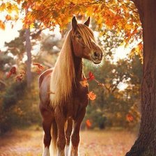 лошадь осенью