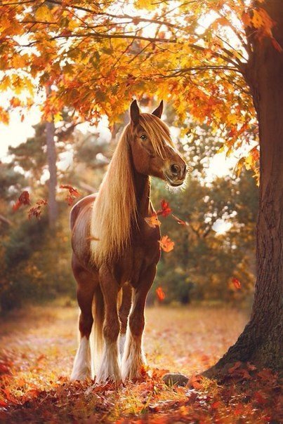 лошадь осенью - листья, лес, лошадь, животные, осень - оригинал