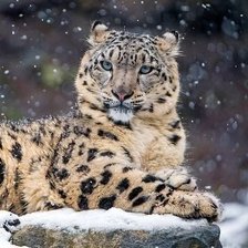 Оригинал схемы вышивки «265» (№1684445)