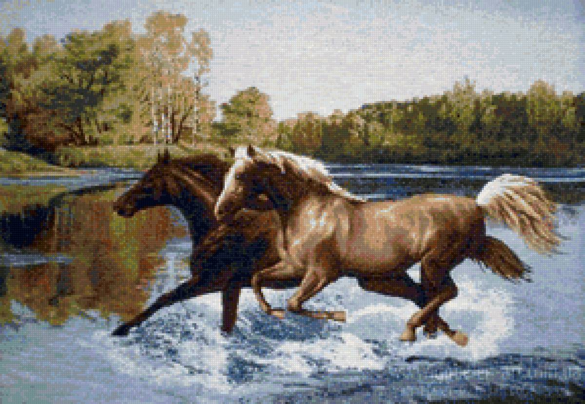 Кони - кони, грация, лошади, животные - предпросмотр