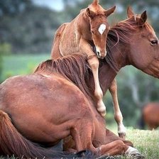 Оригинал схемы вышивки «№1685082»