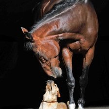 Cavalo e o Cão