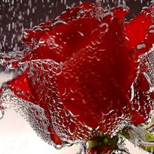 Схема вышивки «роза»