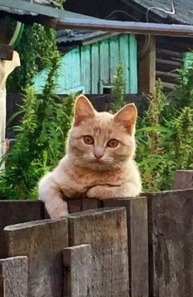 272 - оригинал