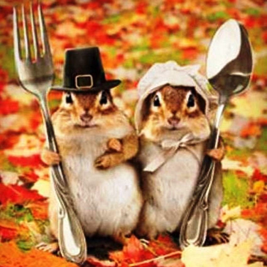 забавные животные - оригинал