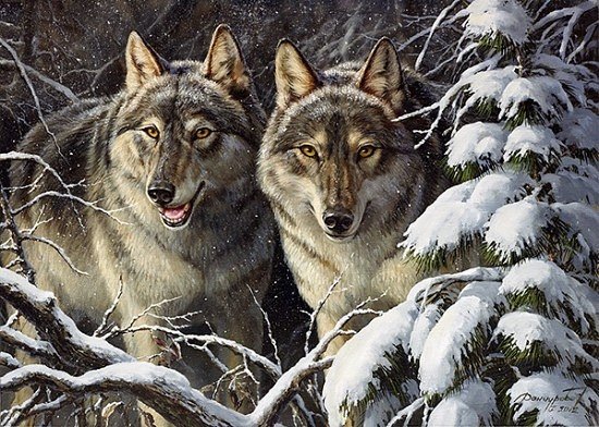 пара волков - зима, животные, природа - оригинал